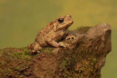 Asyalı siyah omurgalı bir kurbağa yosun tutmuş bir kayanın üzerinde avlanıyor. Bu amfibyumun bilimsel adı Bufo melanostictus.