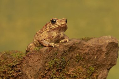 Asyalı siyah omurgalı bir kurbağa yosun tutmuş bir kayanın üzerinde avlanıyor. Bu amfibyumun bilimsel adı Bufo melanostictus.