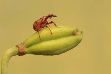 Zürafa bitleri alevli zambak yumurtalığını arıyor. Böceğin bilimsel adı Trachelophorus zürafasıdır..