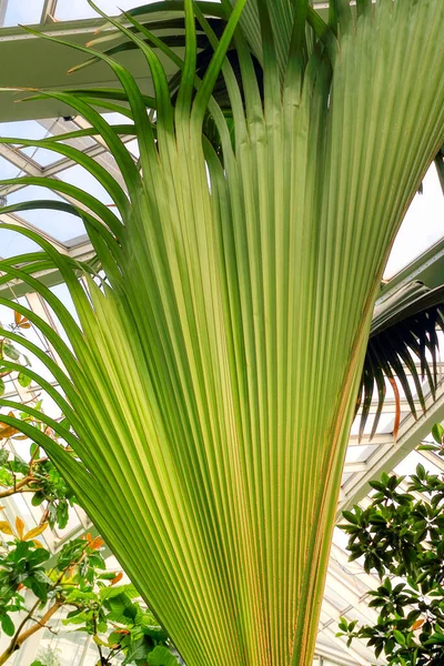 Schöne Palmblätter Auf Farbigem Hintergrund Nahaufnahme Exotische Pflanze Tropischer Regenwald — Stockfoto