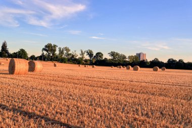 Büyümek, hasat etmek ve kendi samanını balyalamak. Balya samanları daha kolay ulaşım veya depolama için daha kompakt hale getirir, özellikle satılacaksa.. 