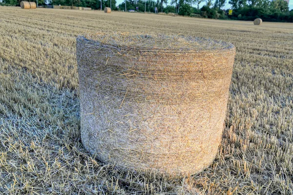 Growing, Harvesting and Baling Your Own Hay. Baling makes the hay more compact for easier transportation or storage, especially if it will be sold.