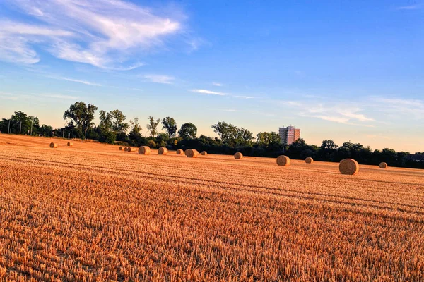Büyümek, hasat etmek ve kendi samanını balyalamak. Balya samanları daha kolay ulaşım veya depolama için daha kompakt hale getirir, özellikle satılacaksa.. 