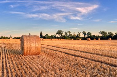 Saman balya alan. Yaz sonunda hasat.