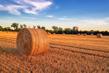 Saman balya alan. Yaz sonunda hasat.