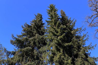Tops of pine trees against blue sky in warm sun light. Bottom up view. Tall pine trees reaching up into the blue sky in Germany, Europe.