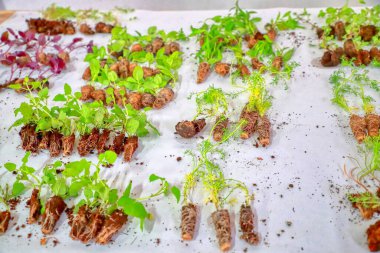 Taze yeşil fidanlar ve senin için toprak tasarımı. İyi bir havuç, maydanoz ve fesleğen hasadı için tohumlar.