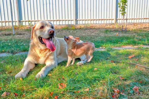 Freundschaft Zwischen Labrador Retriever Und Chihuahua — Stockfoto