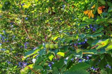 Biebrich Sarayı Parkı halka açık tarihi bir bahçe olarak korunuyor..