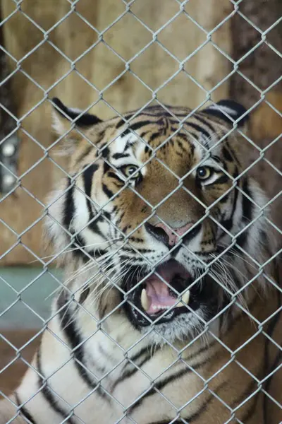 Der majesttische Tiger zeigt seine beeindruckenden Zhne, nerede o er sein mchtiges Maul ffnet. Sein sahteciler Erscheinungsbild strahlt Strke und Wildheit aus.