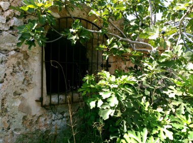 Ein Baum der einem Fenster lehnt, dieser ist voll mit Feigen. Seiner ganzen Natur mit Frchten daran 'daki Hier sieht man den Feigenbaum.