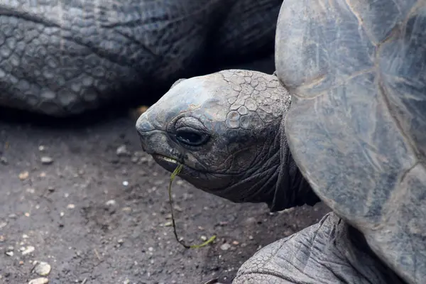 Der Schildkrtenkopf ist konzentriert auf das safe tige Gras vor ihm gerichtet, whrend er gensslich kaut. Seine Augen funkeln vor Zufriedenheit und seine langen, geschickten Zungenbltter die Halme geschickt ab. Bewegung 'da Ein friedliches Bild der Natur