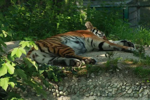 Auf dem Bild kann man einen schlafenden Tiger erkennen. Dieser liegt auf einem Stein und schlft in der freien Natur. 