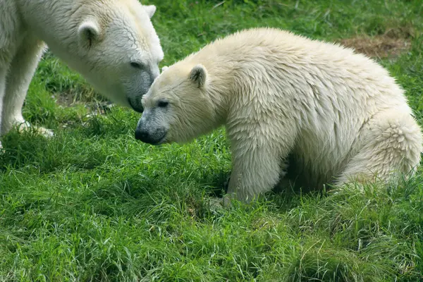 Auf dem Bild kann man eine Eisbren Mutter mit ihrem Eisbren Kind erkennen, die auf einer Wiese stehen.