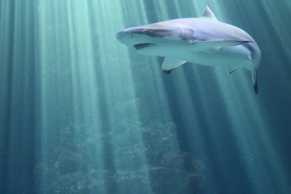 Ein Hai der Meer schwimmt, dostum Lichteinfall. Er kommt gerade von der rechten Seite angeschwommen.