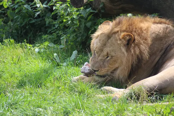 Lwen sind majesttische Raubtiere. Das Bild eines Lwen, der Fleisch frisst, zeigt uninen Einblick in das Leben dieser beeindruckenden Tiere und erinnert undaran, wie wichtig es ist, die natrliche Ordnung und den Kreislauf des Lebens.