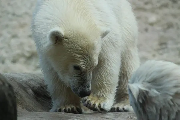 Ein Eisbr der auf seinen Fuss sieht