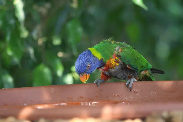 Ein Paradiesvogel der frisst