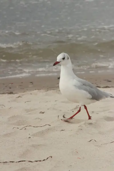 Eine Mwe die am Strand spaziert