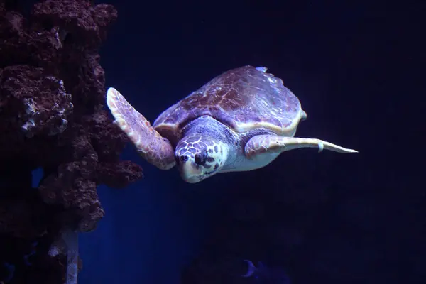 Schildkrten sind faszinierende Reptilien, die seit Millionen von Jahren auf der Erde existieren. Schildkrten sind bekant fr ihre langsame Bewegung und ihr langes Leben, einige Arten knnen 100 Jahre alt werden. 