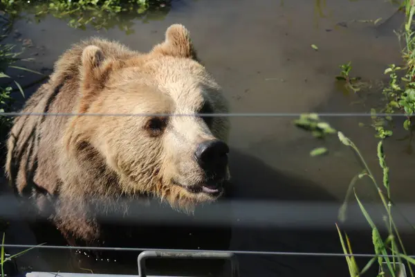 Der Br ist imposantes und faszinierendes Tier, das fr seine Strke und Anpassungsfhigkeit bekannt ist. Mit seems inem dicken Fell und krftigen Krperbau ist er perfekt an das Leben in der Wildnis angepasst. 