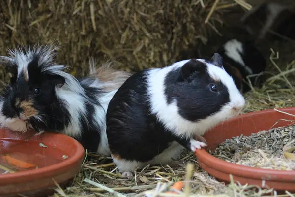 Meerschweinchen sind beliebte Haustiere aufgrund ihrer niedlichen Erscheinung und ihres sozialen Verhaltens. Sie sind gesellige Tiere, die gerne in Gruppen leben und sich gut mit Menschen verstehen. Meerschweinchen bentigen artgerechte Pflege.