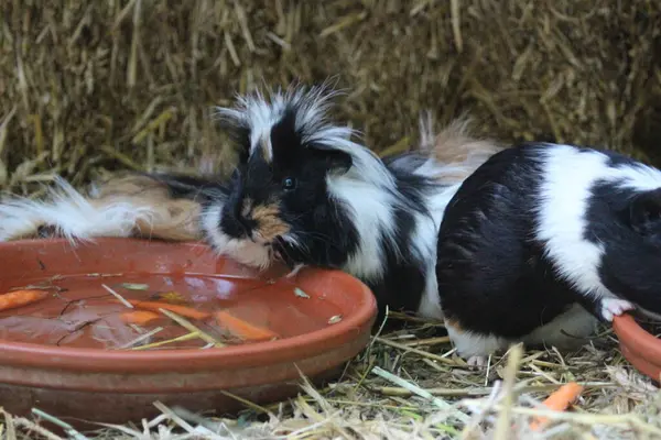 Meerschweinchen sind beliebte Haustiere aufgrund ihrer niedlichen Erscheinung und ihres sozialen Verhaltens. Sie sind gesellige Tiere, die gerne in Gruppen leben und sich gut mit Menschen verstehen. Meerschweinchen bentigen artgerechte Pflege.