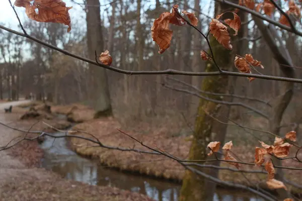 Ein Fluss im Herbst zeigt sich in warmen Farben, das Laub der Bume spiegelt sich im ruhigen Wasser. Die Natur bereitet sich auf den Winter vor, Voegel ziehen gen Sueden. Bild, das Ruhe und Gelassenheit ausstrahlt.