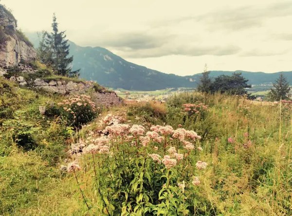 Eine malerische Landschaft breitet sich vor mir aus, mit majestaetischen Baeumen, goldenen Feldern, schroffen Bergen und bunten Blumen, die im sanften Wind wiegen. Öl Natur in ihrer vollen Pracht und Schoenheit Sadece mich innehalten und Ruhe genieen.