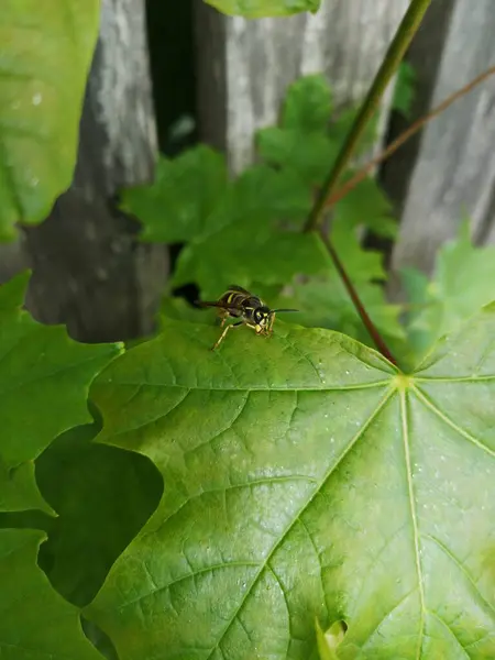 Bienen sind wichtige Bestaeuber fr Pflanzen und produzieren koestlichen Honig. Ya Summen ve Emsiges Treiben im Garten ist ein Zeichen fr eine intakte Natur. Schtzen wir die Bienen, um das oekologische Gleichgewicht zu erhalten.