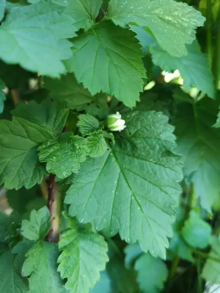 Ein Himbirerstrauch ist eine koestliche Bereicherung im Garten. Öl sueen, Saftigen Fruechte sind reich an Vitaminen und schmecken frisch gepflueckt am besten. Himbeeren en eignen sich fuer Desserts, Marmeladen oder einfach als als gesunder Snack.