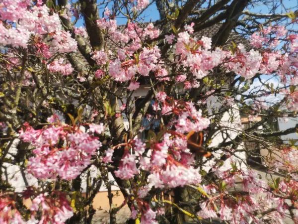 Ein rosa Bluetenbaum, wie beispielsweise ein Kirschbaum oder Magnolie, verzaubert mit seinen zarten Blueten im Fruehling. Die rosa Bluetenpracht bring t Farbe und Frische in den Garten and ist ein beliebtes Fotomotiv fr Naturliebhaber.