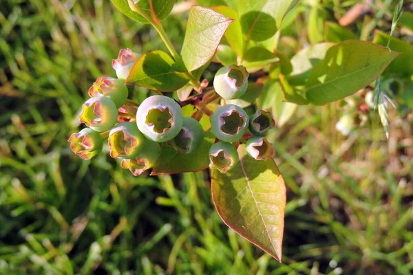 Ένα Κοντινό Πλάνο Άγουρου Πράσινου Βόρειου Θάμνου Φρούτα Βατόμουρο Και — Φωτογραφία Αρχείου