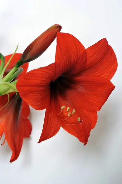Close Red Hippeastrum Flowers Bud White Background — Stock Photo, Image