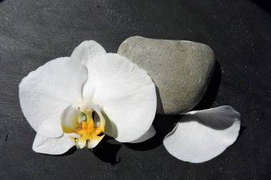 Sarı ve turuncu merkezli beyaz bir orkide çiçeğinin yakın çekimi, gri bir çakıl taşı ve taç yaprağı, arka plan siyah boya, spa