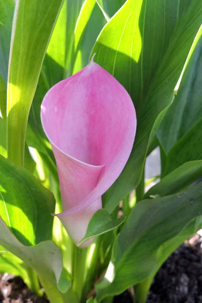 stock image A calla lily pink flower in close-up and long green leaves in the background