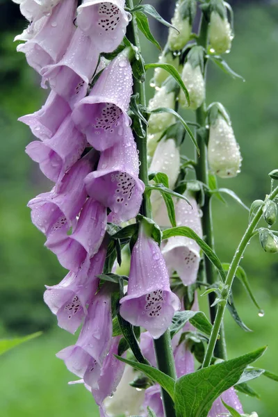 Primer Plano Flores Comunes Color Púrpura Con Manchas Marrones Brotes — Foto de Stock