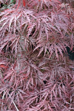 Yakından Janapese akçaağacının kırmızı ve yeşil yaprakları