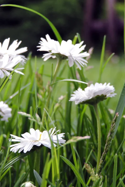 Een Close Van Witte Madeliefje Bloemen Groeien Groen Gras Zonnig — Stockfoto