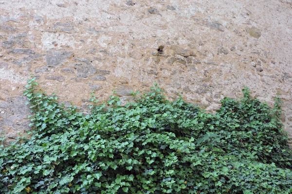 Вечнозеленый Плющ Взбирающийся Каменную Стену — стоковое фото