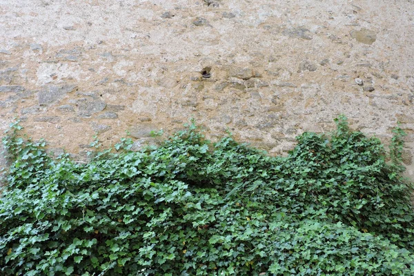 Вечнозеленый Плющ Взбирающийся Каменную Стену — стоковое фото