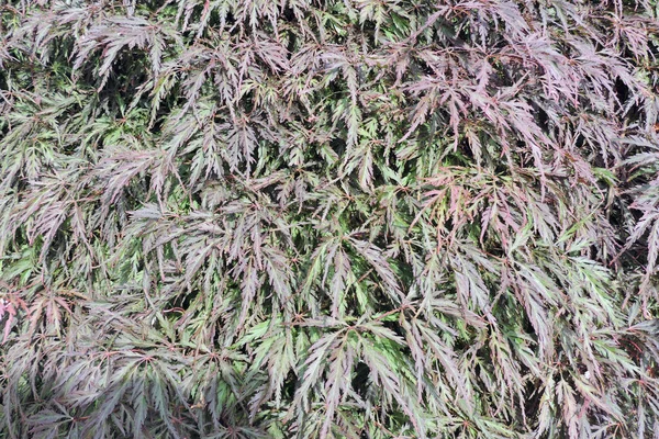Красные Зеленые Листья Янапского Клена Крупным Планом — стоковое фото
