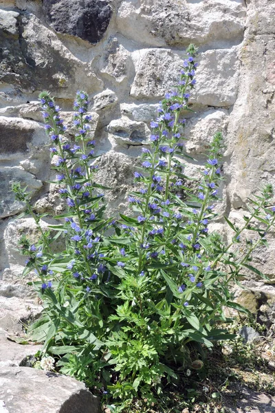 Vivid Blue Flower Spikes Viper Bugloss Stone Wall Background — Stock Photo, Image