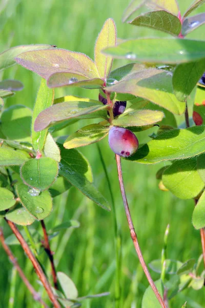 Close Ripening Blue Honeysuckle Fruit Green Leaves Sunlight Blurred Grass — Stock Photo, Image