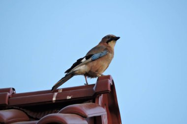 Kırmızı çatının tepesinde oturan Avrasyalı bir karga portresi. Arka planda mavi gökyüzü.