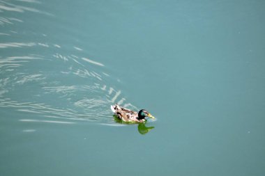 Parlak bir kireç ve yeşil gölde yüzen erkek bir yaban ördeği, zehirli alg çiçeği