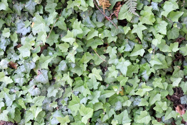 Green Common Ivy Leaves Close — Stock Photo, Image