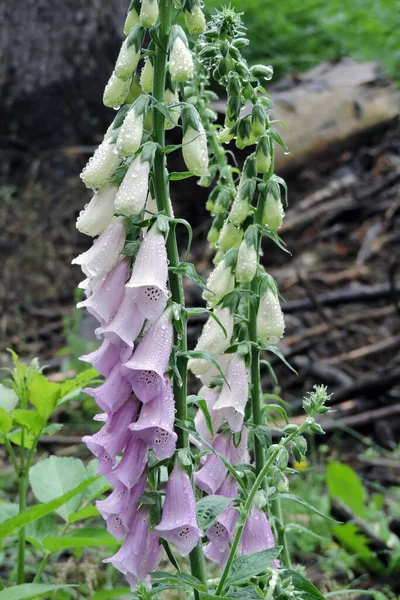 Close Common Foxglove Purple Flowers Brown Spots White Buds Covered — Stock Photo, Image