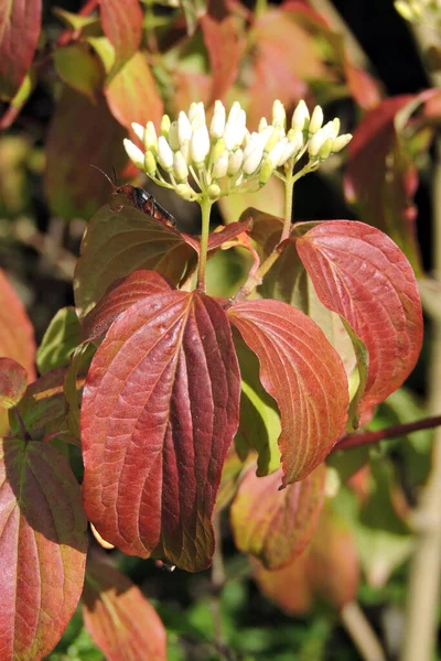 stock image A soldier beetle sitting on a bloody dogwood red leaf, clusters of white buds and flowers of a bloody dogwood and orange ovate leaves, blurred background