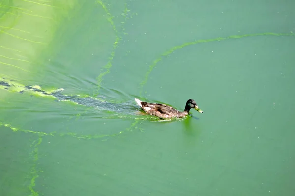 Ein Stockentenmännchen Schwimmt Einem Hellen Lindgrünen See Giftige Algenblüte — Stockfoto